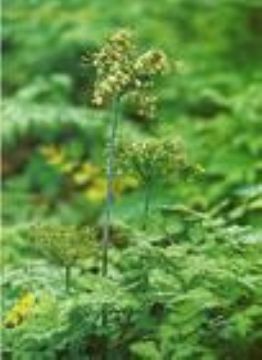 Angelica Polysaccharides